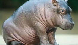 河马最新爆料是真的吗,真相揭秘，是真是假？